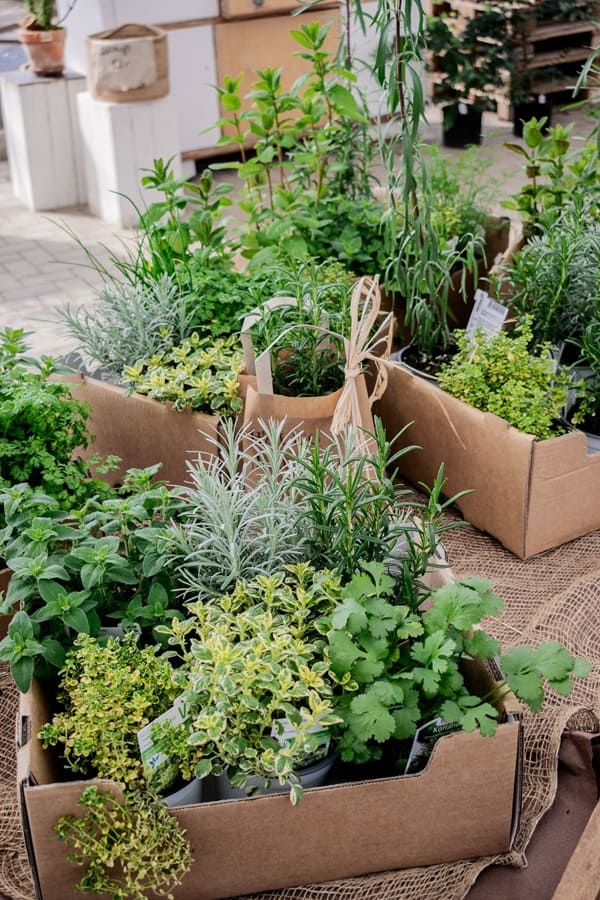 Kräuterkiste der Genussgärtnerei Hildesheim